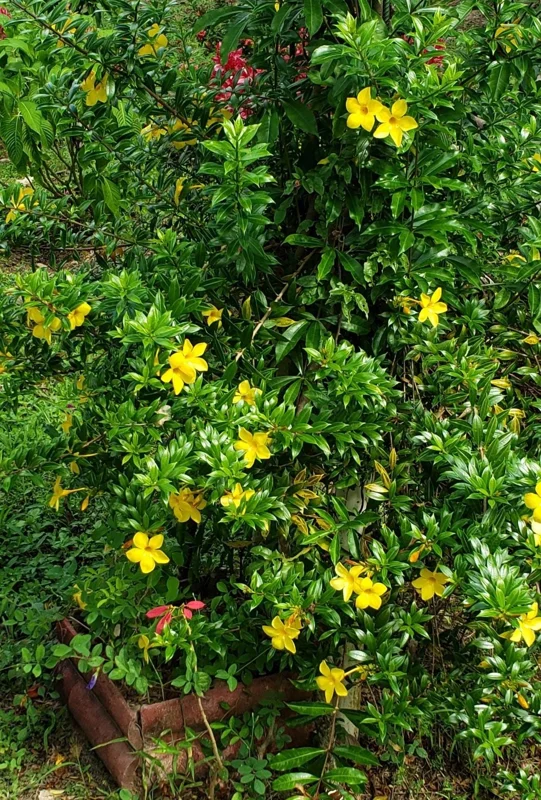 Dwarf Yellow Allamanda Live Plants - Allamanda Compacta - 2 Pack, 4-6 In Tall - Image 5