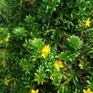 Dwarf Yellow Allamanda Live Plants - Allamanda Compacta - 2 Pack, 4-6 In Tall - Image 6