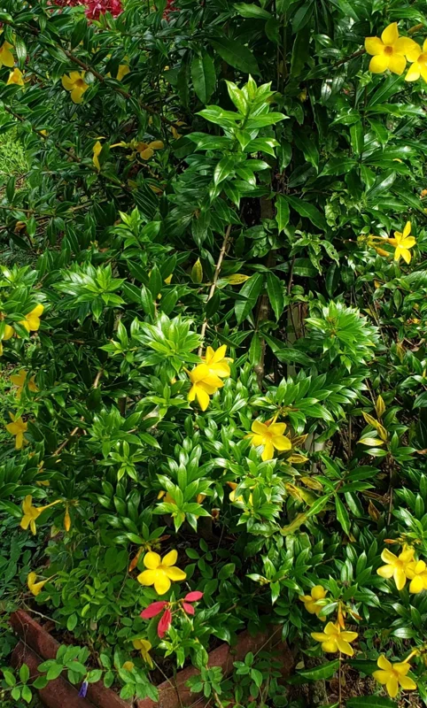 Dwarf Yellow Allamanda Live Plants - Allamanda Compacta - 2 Pack, 4-6 In Tall - Image 6