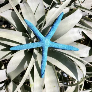 Dyed Blue Starfish Decor - Natural Marine Accent - 3-6 Inch - Image 2