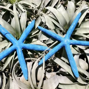 Dyed Blue Starfish Decor - Natural Marine Accent - 3-6 Inch - Image 3