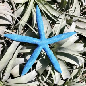 Dyed Blue Starfish Decor - Natural Marine Accent - 3-6 Inch - Image 1