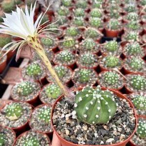 Easter Lily Cactus Live Plant - Echinopsis Oxygona - Flowering Cactus - 6 Inch Pot - Image 3