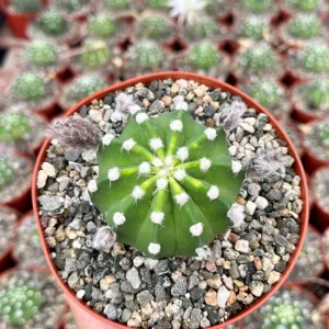Easter Lily Cactus Live Plant - Echinopsis Oxygona - Flowering Cactus - 6 Inch Pot - Image 4