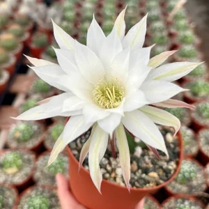 Easter Lily Cactus Live Plant - Echinopsis Oxygona - Flowering Cactus - 6 Inch Pot - Image 1