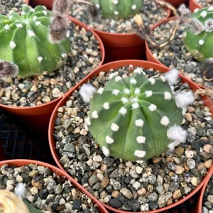 Easter Lily Cactus Live Plant - Echinopsis Oxygona - Flowering Cactus - 6 Inch Pot - Image 5