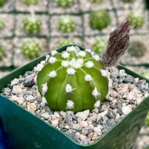Easter Lily Cactus Live Plant - Echinopsis Subdenudata, Blooming Cactus in 4" Pot - Image 1