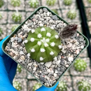 Easter Lily Cactus Live Plant - Echinopsis Subdenudata, Blooming Cactus in 4" Pot - Image 2