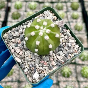Easter Lily Cactus Live Plant - Echinopsis Subdenudata, Blooming Cactus in 4