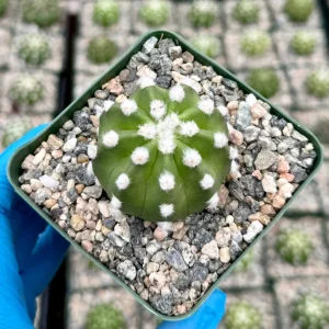 Easter Lily Cactus Live Plant - Echinopsis Subdenudata, Blooming Cactus in 4