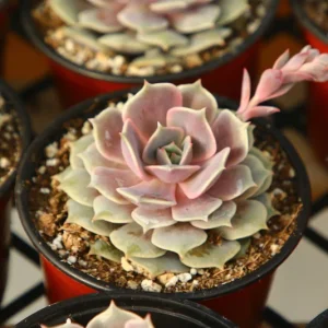 Echeveria Pink Lola Live Succulent Plant – 4 inch Pot – Indoor/Outdoor - Image 2