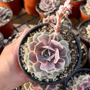 Echeveria Pink Lola Live Succulent Plant – 4 inch Pot – Indoor/Outdoor - Image 3
