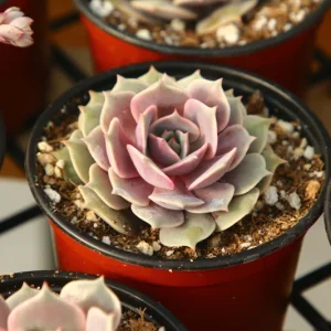 Echeveria Pink Lola Live Succulent Plant – 4 inch Pot – Indoor/Outdoor - Image 1