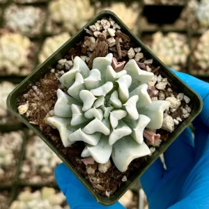 Echeveria Runyonii Topsy Turvy Succulent Live Plant | Blue Rosette | 2 inch Pot - Image 2