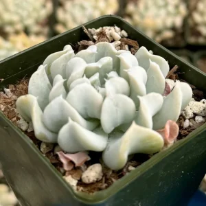 Echeveria Runyonii Topsy Turvy Succulent Live Plant | Blue Rosette | 2 inch Pot - Image 1