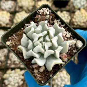 Echeveria Runyonii Topsy Turvy Succulent Live Plant | Blue Rosette | 2 inch Pot - Image 3