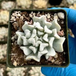 Echeveria Runyonii Topsy Turvy Succulent Live Plant | Blue Rosette | 2 inch Pot - Image 4