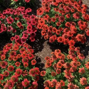 Echinacea 'ARTISAN RED OMBRE' - Coneflower - Starter Plant - Image 1