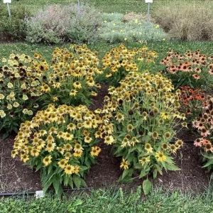 Echinacea 'Artisan Yellow Ombre' Coneflower Live Plant - Starter - USDA Zones 4-9 - Image 1