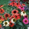 Echinacea 'Cheyenne Spirit' Coneflower Live Plant - Multi-Color Starter 2.5x3.5in Pot - Image 1