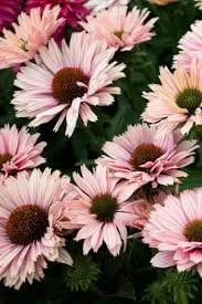 Echinacea SunSeekers Salmon Coneflower Live Plant – Starter Plant – Salmon Pink – Outdoor Perennial - Image 1