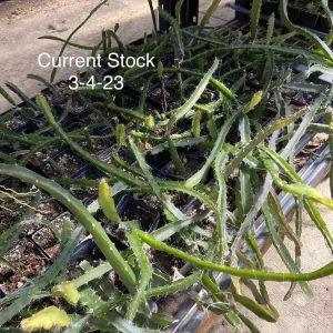 Edgar's Baby Dragon Fruit Live Plant - Hylocereus Hybrid, 4-5 Inch Rooted Cutting, Outdoor, Edible Fruit - Image 2