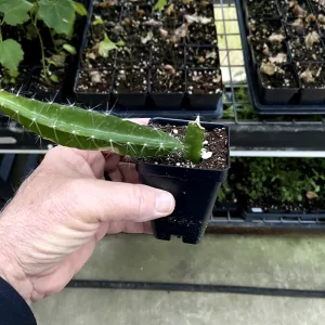 Edgar's Baby Dragon Fruit Live Plant - Hylocereus Hybrid, 4-5 Inch Rooted Cutting, Outdoor, Edible Fruit - Image 8