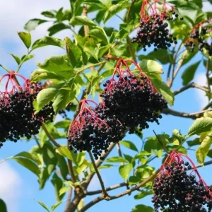 Elderberry Live Plant - Sambucus nigra - 4-8 inch Tall Hardy Fruit Shrub - Image 2