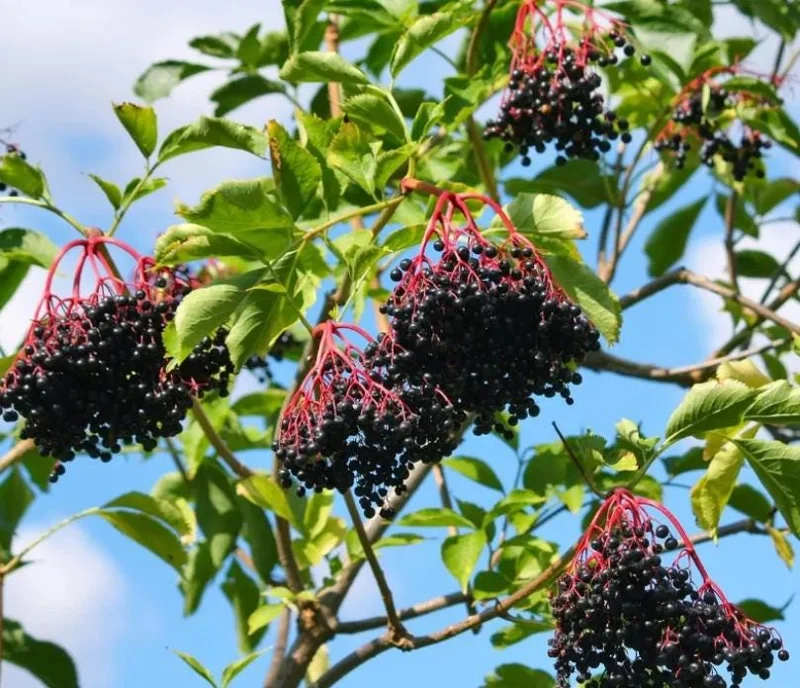 Elderberry Live Plant - Sambucus nigra - 4-8 inch Tall Hardy Fruit Shrub - Image 2