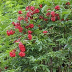 Elderberry Live Plant - Sambucus nigra - 4-8 inch Tall Hardy Fruit Shrub - Image 3