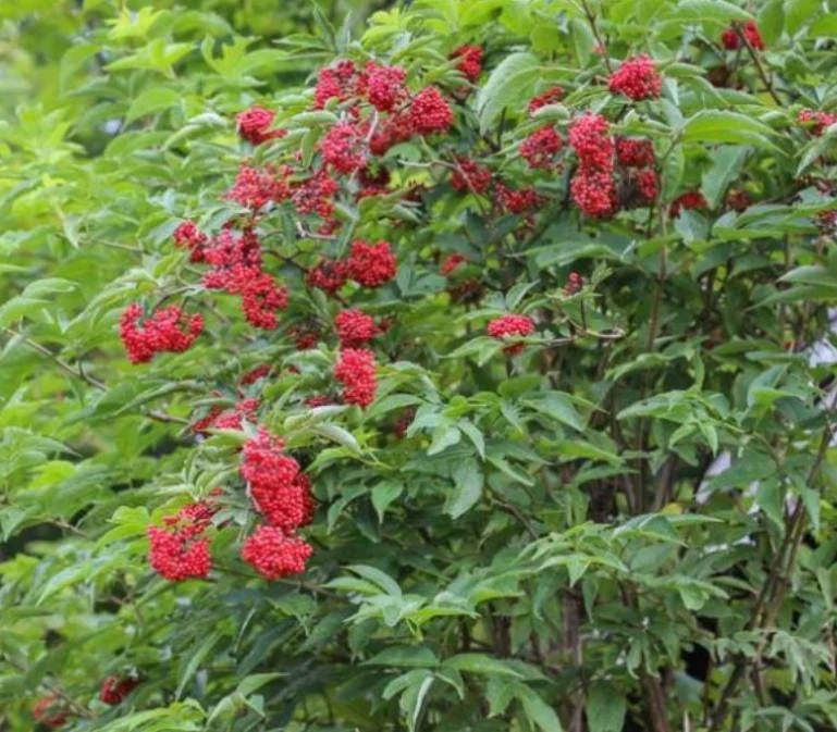 Elderberry Live Plant - Sambucus nigra - 4-8 inch Tall Hardy Fruit Shrub - Image 3