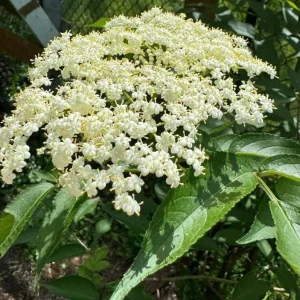 Elderberry Live Plant - Sambucus nigra - 4-8 inch Tall Hardy Fruit Shrub - Image 4