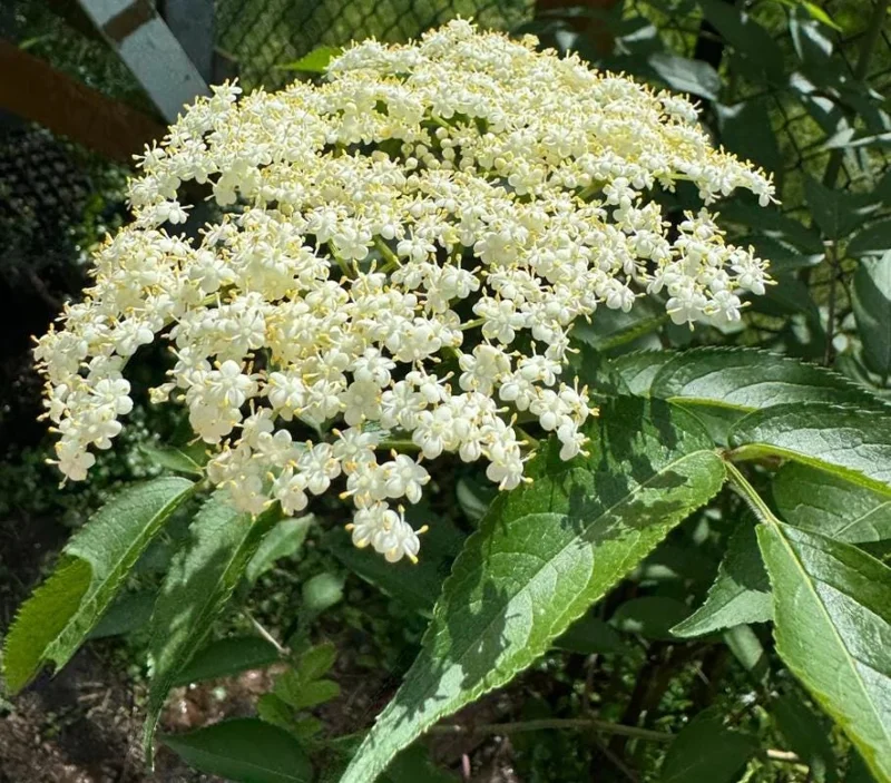 Elderberry Live Plant - Sambucus nigra - 4-8 inch Tall Hardy Fruit Shrub - Image 4