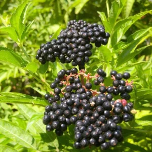 Elderberry Live Plant - Sambucus nigra - 4-8 inch Tall Hardy Fruit Shrub - Image 1