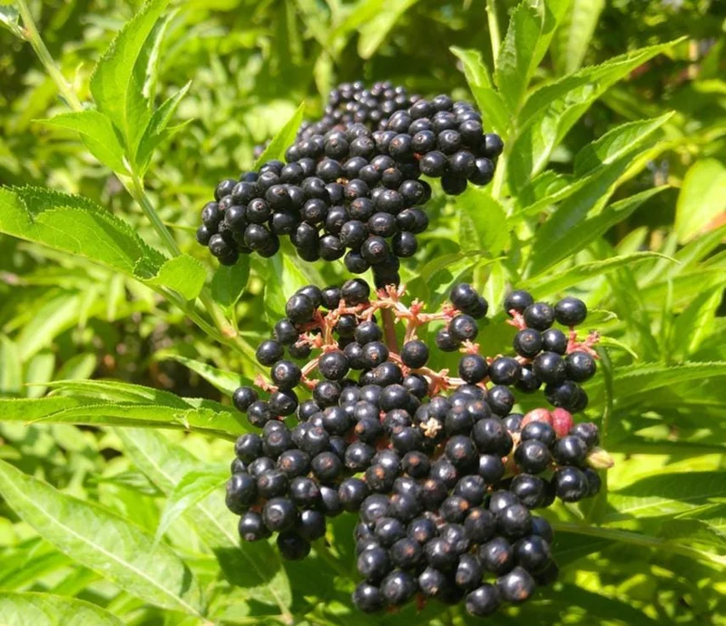Elderberry Live Plant - Sambucus nigra - 4-8 inch Tall Hardy Fruit Shrub - Image 1