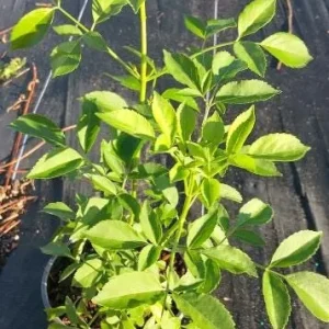 Elderberry Live Plant - Sambucus nigra - 4-8 inch Tall Hardy Fruit Shrub - Image 7