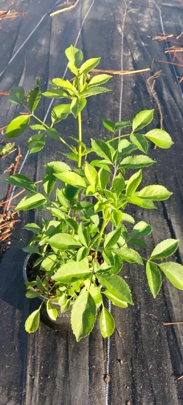 Elderberry Live Plant - Sambucus nigra - 4-8 inch Tall Hardy Fruit Shrub - Image 7