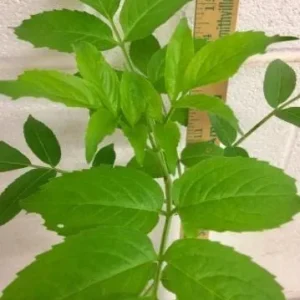 Elderberry Live Plant - Sambucus nigra - 4-8 inch Tall Hardy Fruit Shrub - Image 8