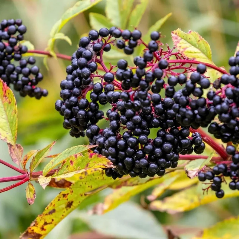 Elderberry Tree – Live Plant – 4 inch Tall Starter Plant – Hardy Fruit Shrub - Image 2