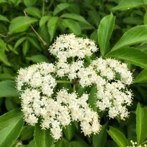 Elderberry Tree – Live Plant – 4 inch Tall Starter Plant – Hardy Fruit Shrub - Image 3