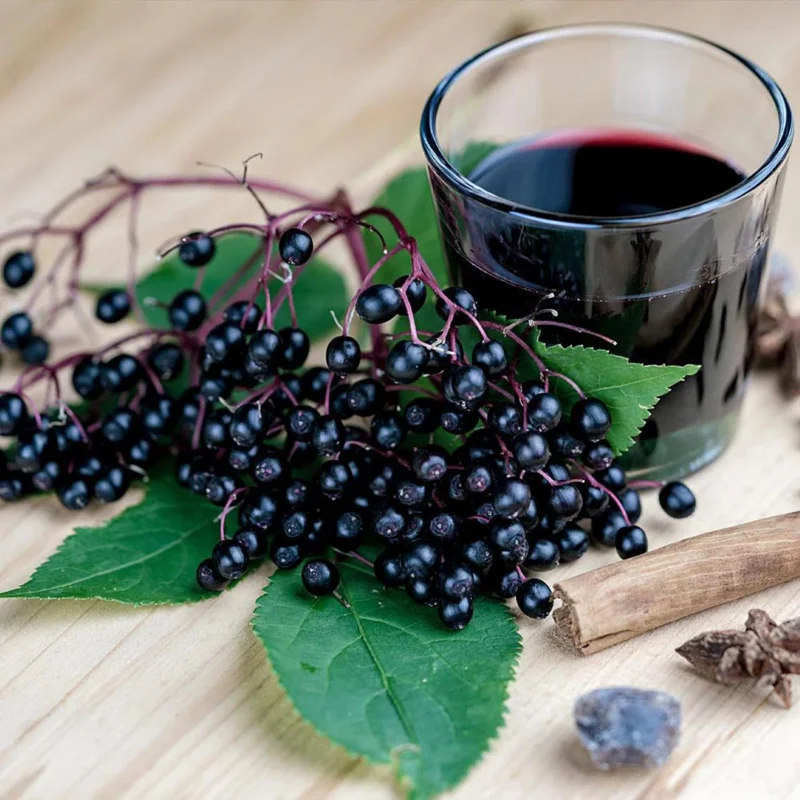 Elderberry Tree – Live Plant – 4 inch Tall Starter Plant – Hardy Fruit Shrub - Image 4