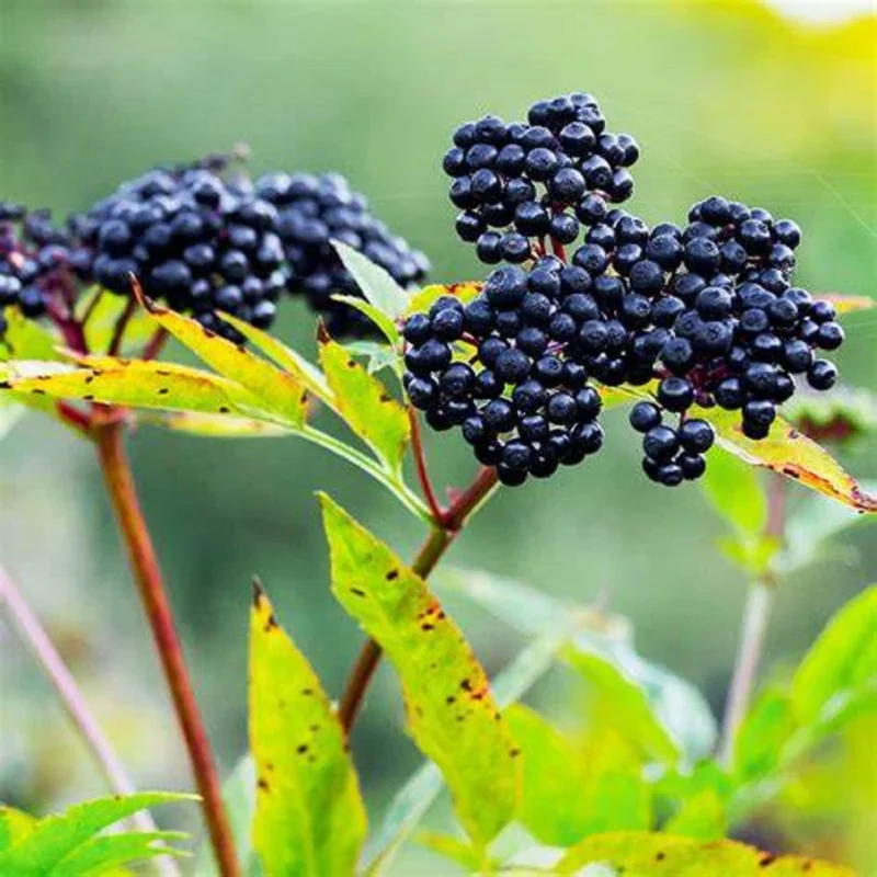 Elderberry Tree – Live Plant – 4 inch Tall Starter Plant – Hardy Fruit Shrub - Image 5