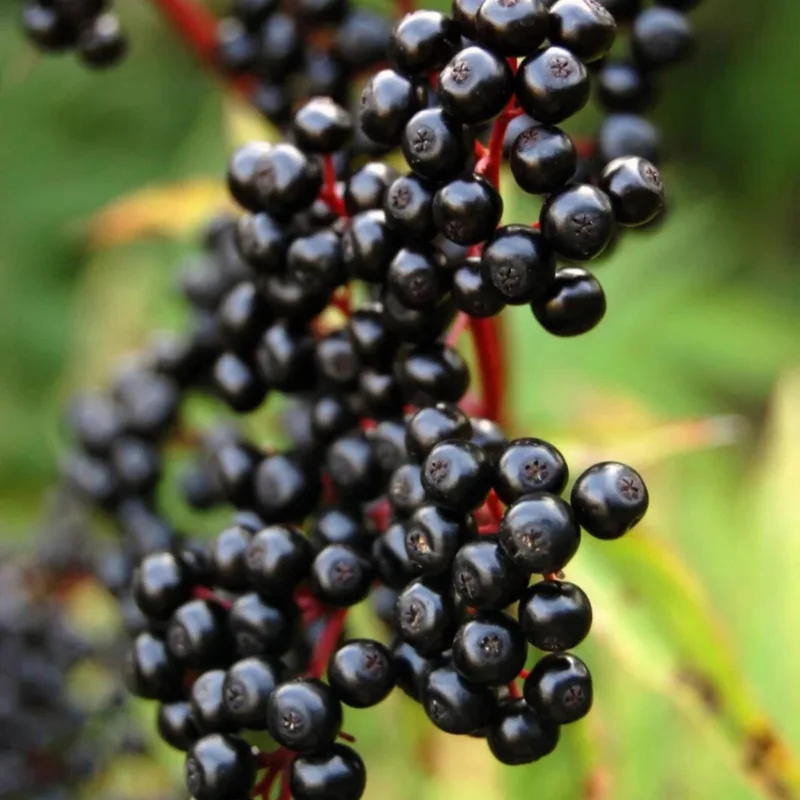 Elderberry Tree – Live Plant – 4 inch Tall Starter Plant – Hardy Fruit Shrub - Image 1