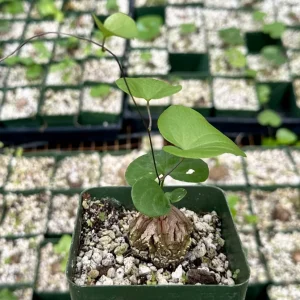 Elephant's Foot Live Plant - Dioscorea elephantipes - Rare Caudex Succulent - 4 inch Pot - Indoor/Outdoor - Image 3