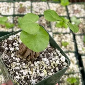 Elephant's Foot Live Plant - Dioscorea elephantipes - Rare Caudex Succulent - 4 inch Pot - Indoor/Outdoor - Image 4