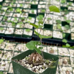 Elephant's Foot Live Plant - Dioscorea elephantipes - Rare Caudex Succulent - 4 inch Pot - Indoor/Outdoor - Image 1
