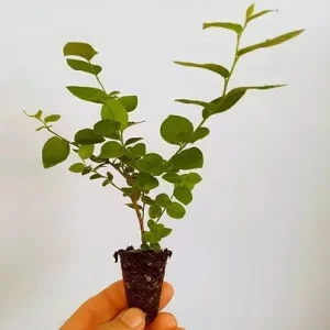 Emerald Blueberry Live Plant - Southern Highbush Starter 4-6 inches Tall - Outdoor Fruit Bush - Image 2