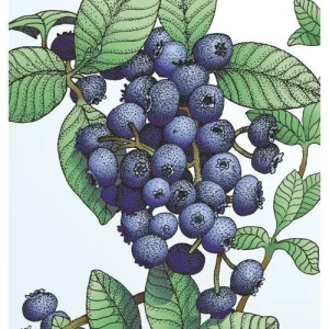 Emerald Blueberry Live Plant - Southern Highbush Starter 4-6 inches Tall - Outdoor Fruit Bush - Image 3