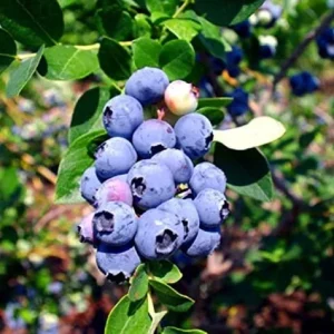Emerald Blueberry Live Plant - Southern Highbush Starter 4-6 inches Tall - Outdoor Fruit Bush - Image 4
