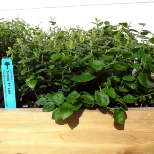 Emerald Blueberry Live Plant - Southern Highbush Starter 4-6 inches Tall - Outdoor Fruit Bush - Image 5